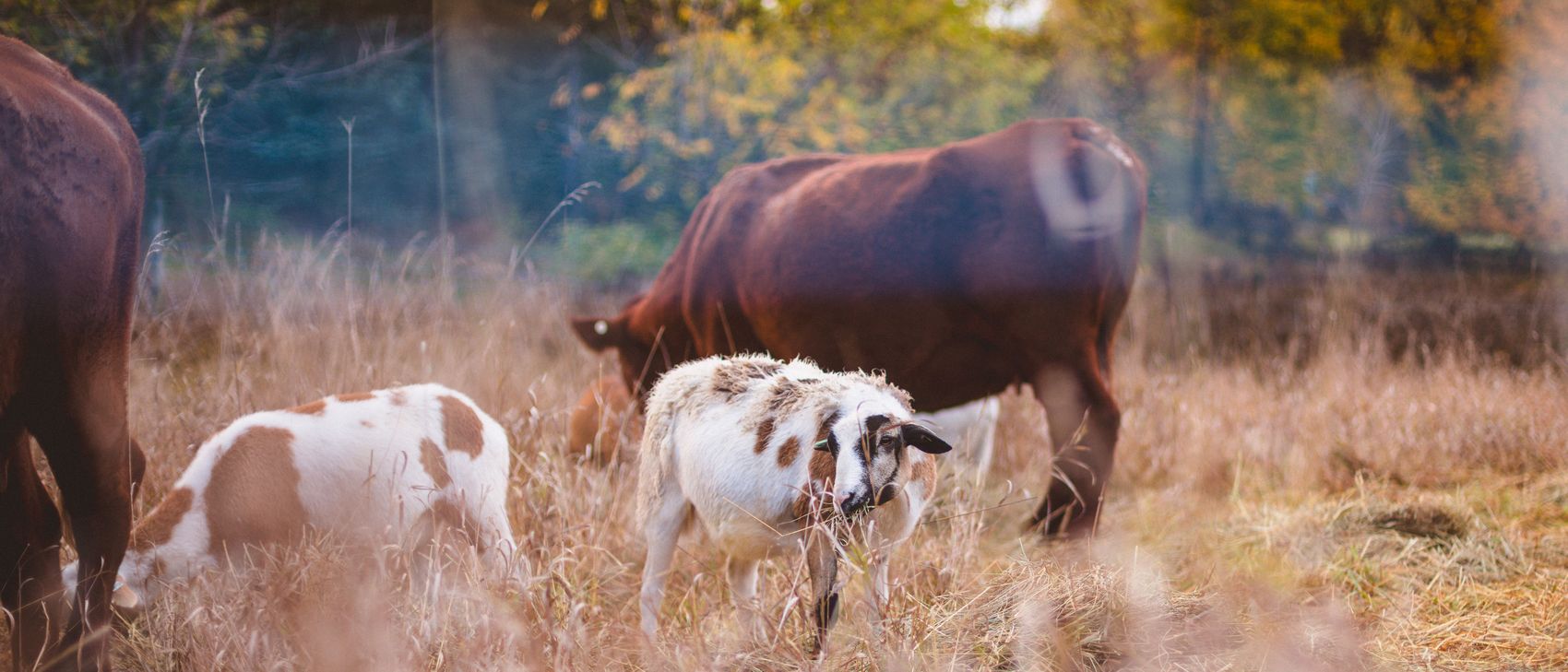 The Wildwoods flock and cattle herd sharing pasture